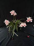 Flowered select Sarcochilus SP23/184