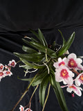 Flowered select Sarcochilus SP23/184