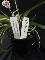 Flowered select Sarcochilus SP23/184