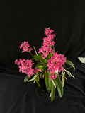 Flowered select Sarcochilus SP23/191