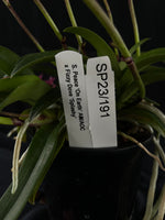 Flowered select Sarcochilus SP23/191