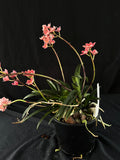Flowered select Sarcochilus SP23/192