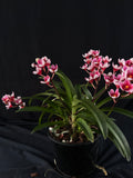 Flowered select Sarcochilus SP23/195