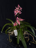 Flowered select Sarcochilus SP23/199