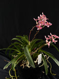 Flowered select Sarcochilus SP23/199