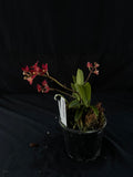 Flowered select Sarcochilus SP23/203