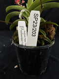 Flowered select Sarcochilus SP23/203