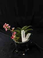 Flowered select Sarcochilus SP23/204