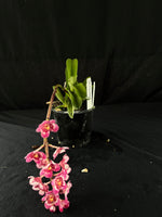 Flowered select Sarcochilus SP23/205
