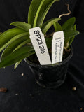 Flowered select Sarcochilus SP23/205