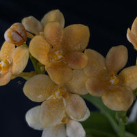 Flowered select Sarcochilus SP23/206