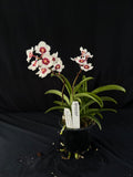 Flowered select Sarcochilus SP23/207