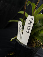 Flowered select Sarcochilus SP23/207