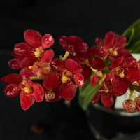 Flowered select Sarcochilus SP23/208