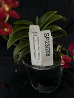 Flowered select Sarcochilus SP23/208