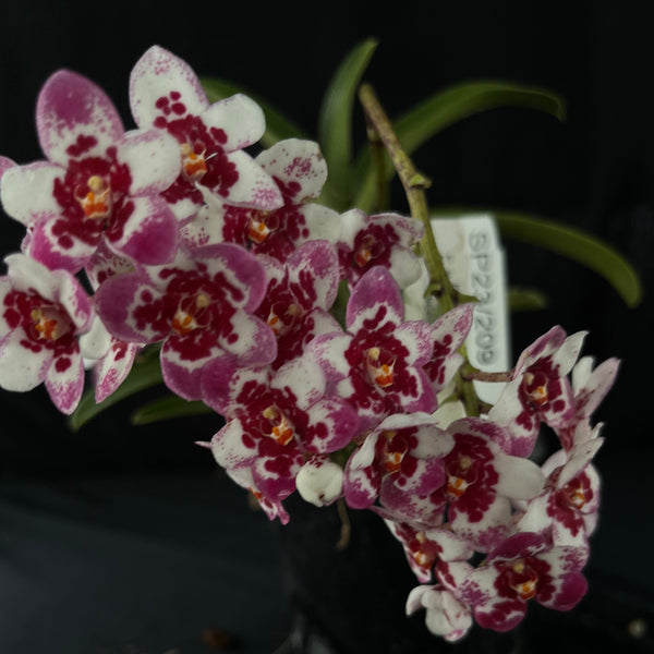 Flowered select Sarcochilus SP23/209