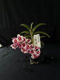 Flowered select Sarcochilus SP23/209