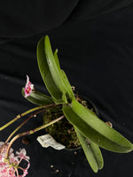 Flowered select Sarcochilus SP23/209