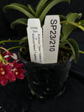 Flowered select Sarcochilus SP23/210