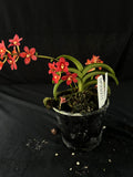 Flowered select Sarcochilus SP23/211