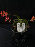 Flowered select Sarcochilus SP23/211