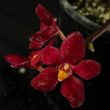 Flowered select Sarcochilus SP23/212