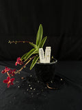Flowered select Sarcochilus SP23/212
