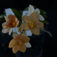 Flowered select Sarcochilus SP23/213