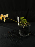 Flowered select Sarcochilus SP23/213
