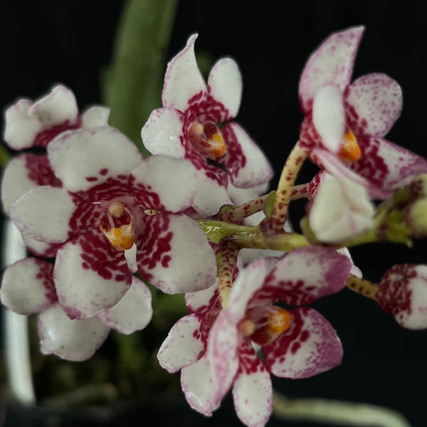 Flowered select Sarcochilus SP23/214