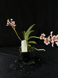Flowered select Sarcochilus SP23/214