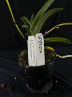 Flowered select Sarcochilus SP23/214