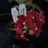 Flowered select Sarcochilus SP23/215