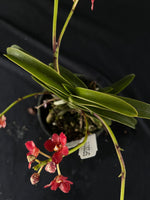 Flowered select Sarcochilus SP23/215