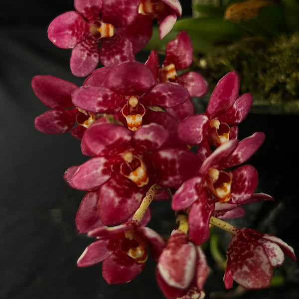 Flowered select Sarcochilus SP23/216