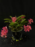 Flowered select Sarcochilus SP23/216