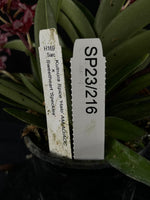 Flowered select Sarcochilus SP23/216