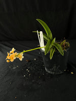 Flowered select Sarcochilus SP23/217