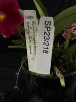 Flowered select Sarcochilus SP23/218
