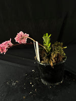 Flowered select Sarcochilus SP23/219