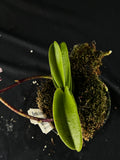 Flowered select Sarcochilus SP23/219