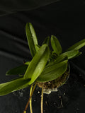 Flowered select Sarcochilus SP23/220