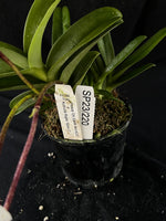 Flowered select Sarcochilus SP23/220