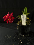 Flowered select Sarcochilus SP23/221