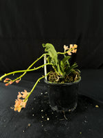 Flowered select Sarcochilus SP23/222