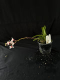 Flowered select Sarcochilus SP23/223