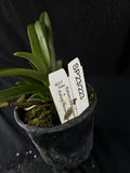 Flowered select Sarcochilus SP23/223
