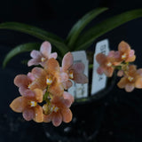 Flowered select Sarcochilus SP23/224