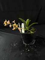 Flowered select Sarcochilus SP23/224