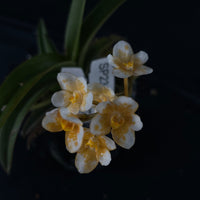 Flowered select Sarcochilus SP23/225